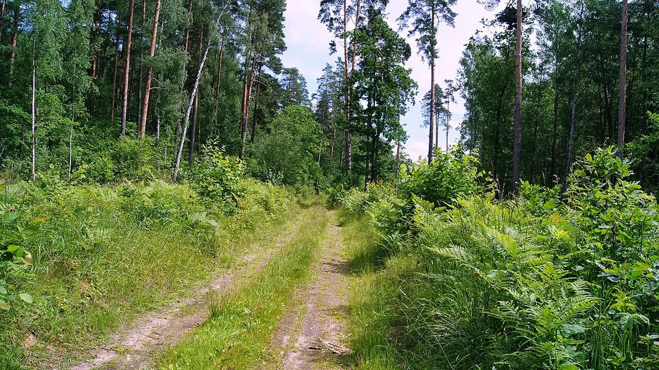 Platones pagasts, Latvia - panoramio (1) — Jelgavas novads, Latvia