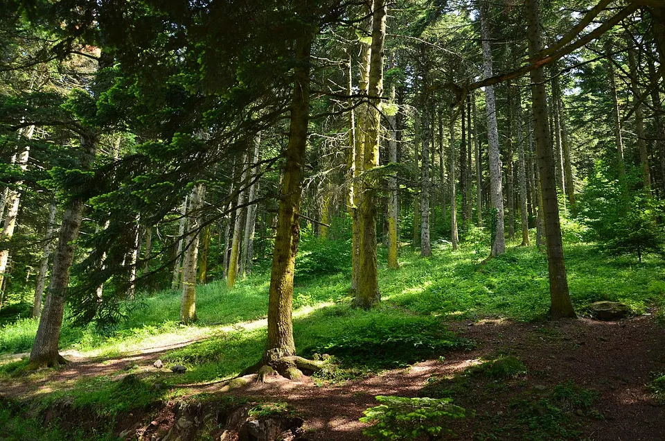 Gölcük Forest - panoramio — Bolu, Turkey