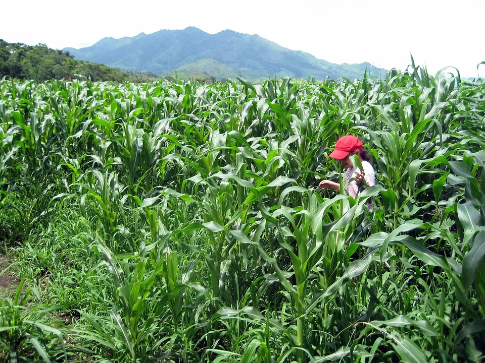 Corn field in San Bartolo — Nueva Segovia, Nicaragua
