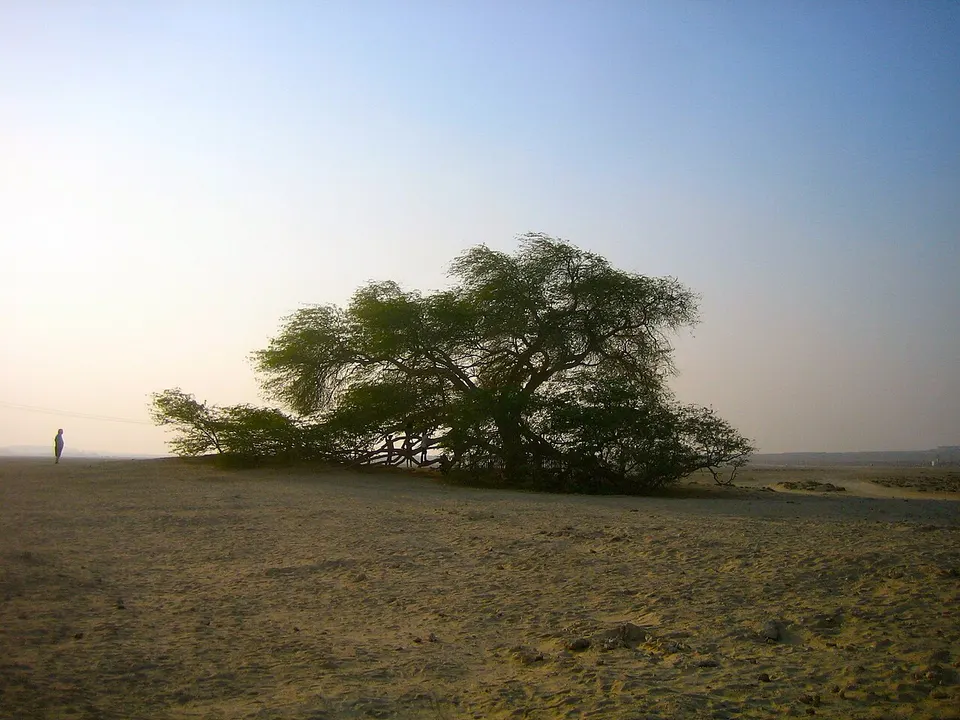 Tree of life, alone in the middle of the desert, Bahrain - البحرين (10226265626) — Southern Governorate, Bahrain