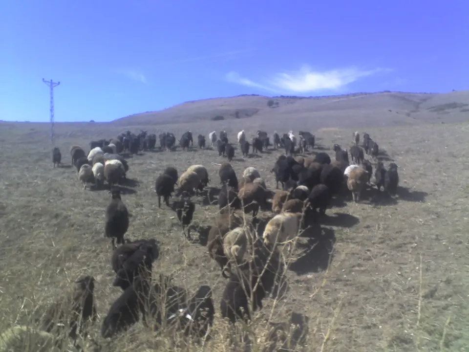 49510 Çataklı-Bulanık-Muş, Turkey - panoramio — Muş, Turkey