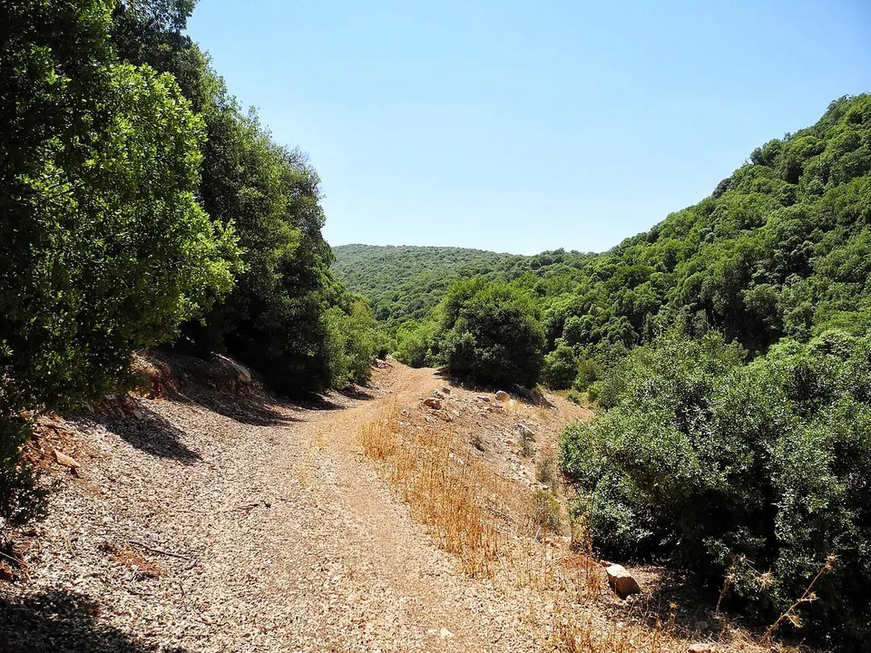12 Wadi Zubia Forest Walk - The Access Road That Will Lead to the Village - panoramio — Irbid, Jordan