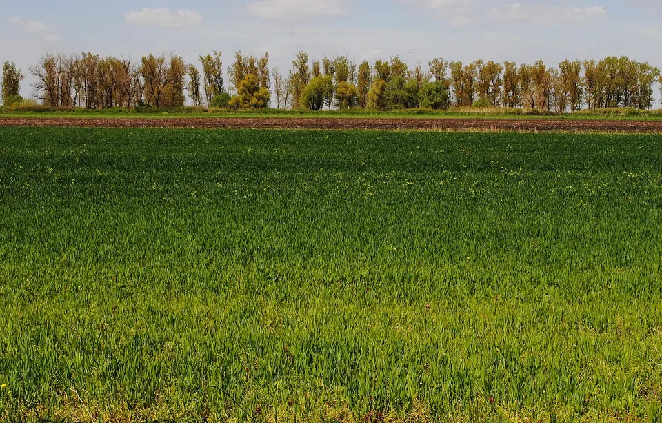Specijalni rezervat prirode Pašnjaci velike droplje — North Banat District, Serbia
