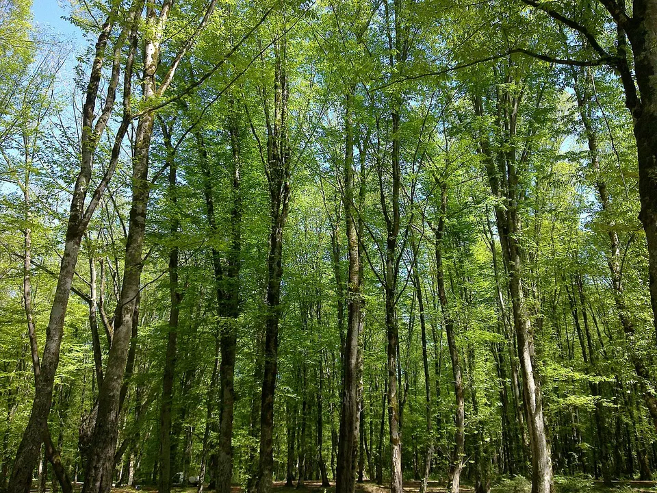بهار زیبای جنگل باغو - panoramio — Mazandaran, Iran