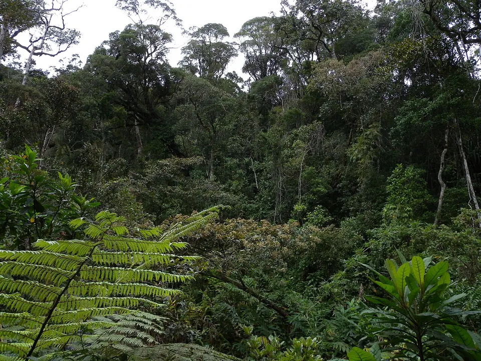 Mountain Rainforest, Marojejy National Park, Madagascar — Sava, Madagascar