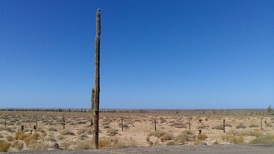 Sahuaros en el Desierto de Sonora - panoramio — Sonora, Mexico