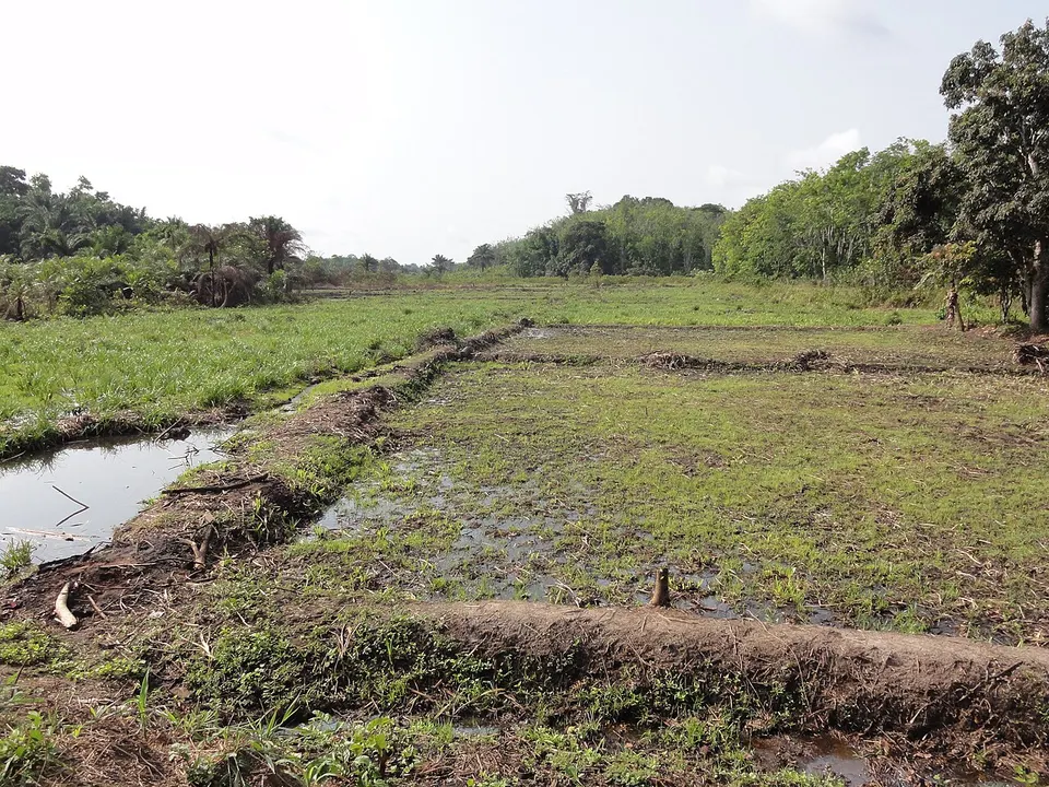 Rice fields beside a wooded valley — Bong, Liberia