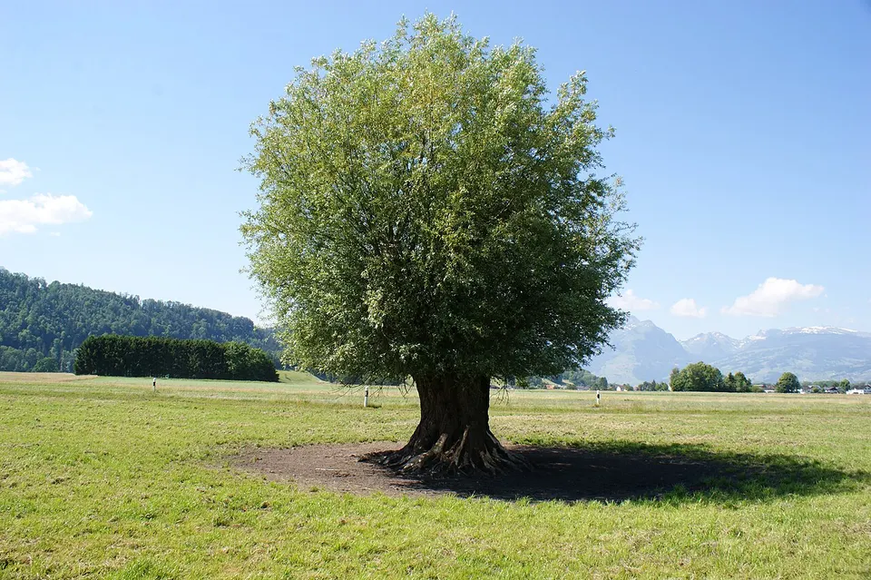 Ruggell-Salix Alba-Oskarietle-Obj 1103-08ASD — Ruggell, Liechtenstein