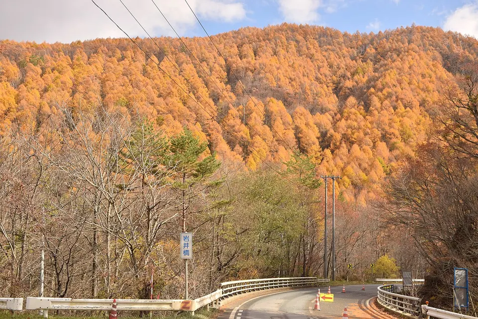 Autumn trees on a hillside — Iwate, Japan