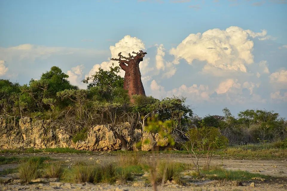 Paysage à Andavadoaka, Baobab et végétation xérophyte, région Atsimo-Andrefana, Madagascar — Atsimo-Andrefana, Madagascar