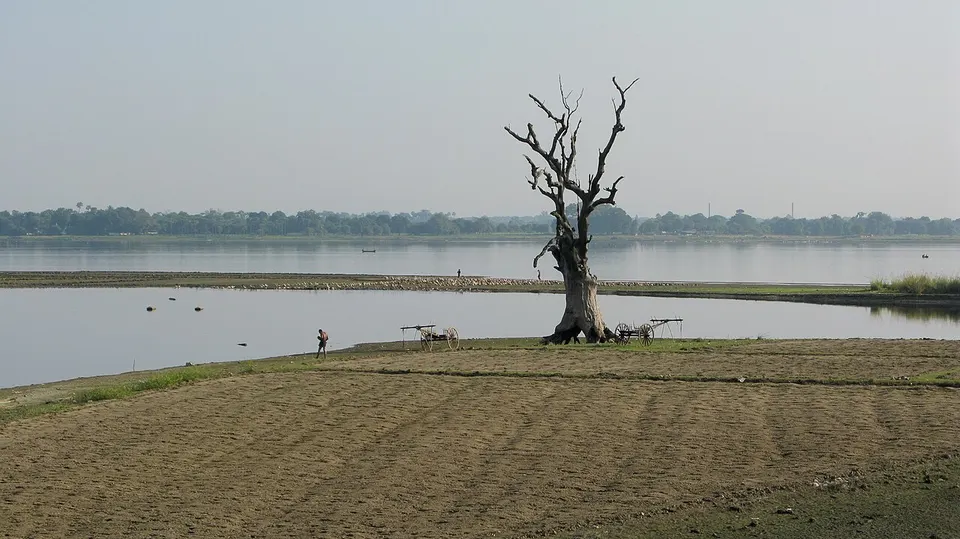 Taungthaman, Tree, Amarapura, Mandalay, Myanmar — Mandalay, Myanmar