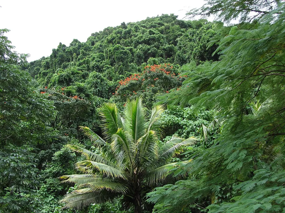 Forested slopes of Rarotonga — Rarotonga, Cook Islands