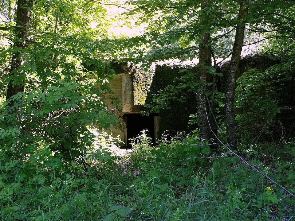 В лісі... - panoramio — Rivne Oblast, Ukraine
