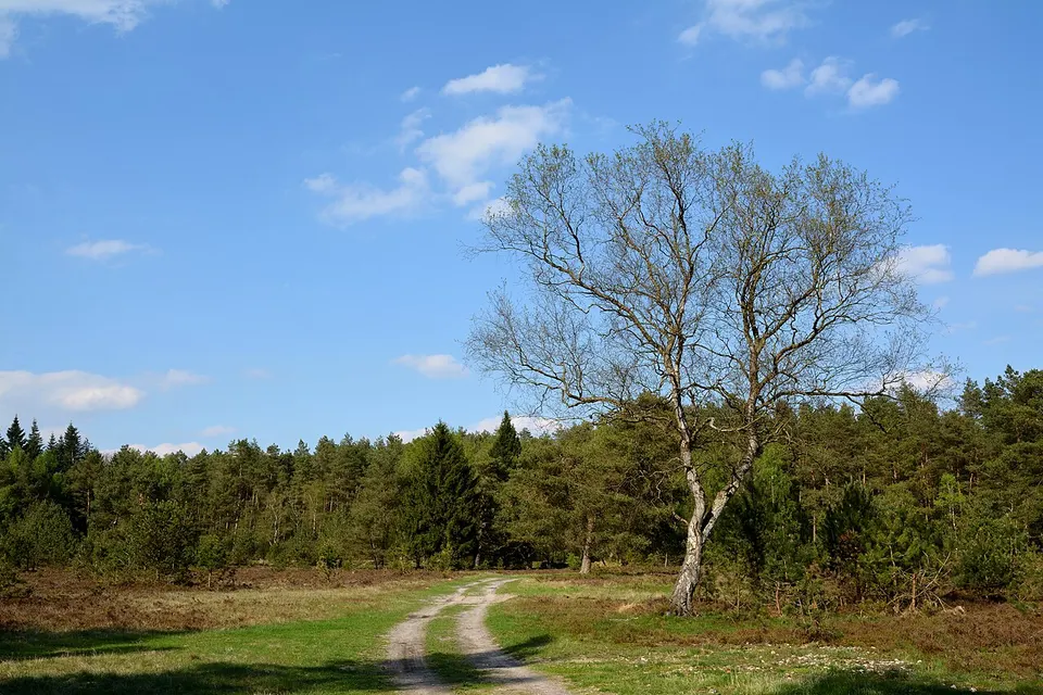 Schleswig-Holstein, Brammer, Landschaftsschutzgebiet Sandergebiet westlich von Brammerau NIK 1360 — Schleswig-Holstein, Germany