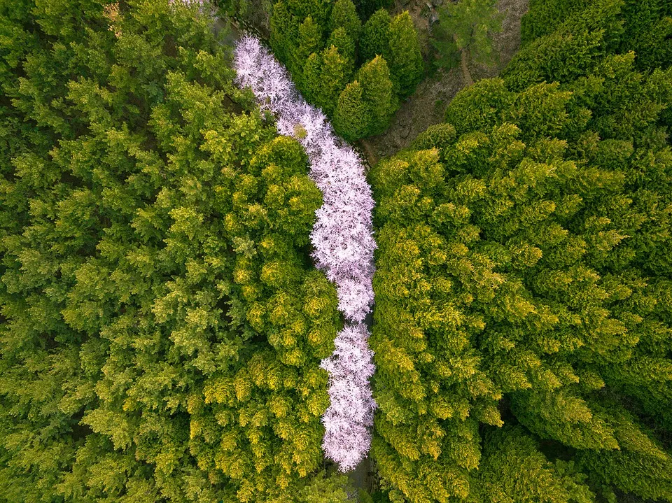 Aerial view of flowering trees — Busan, South Korea