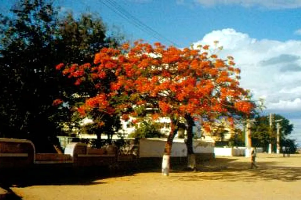 Pflanzen 03 — Tete, Mozambique