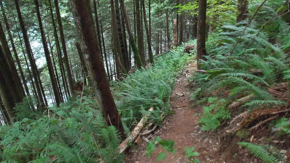 Mount Robbie Reid trail — Fraser Valley, Canada