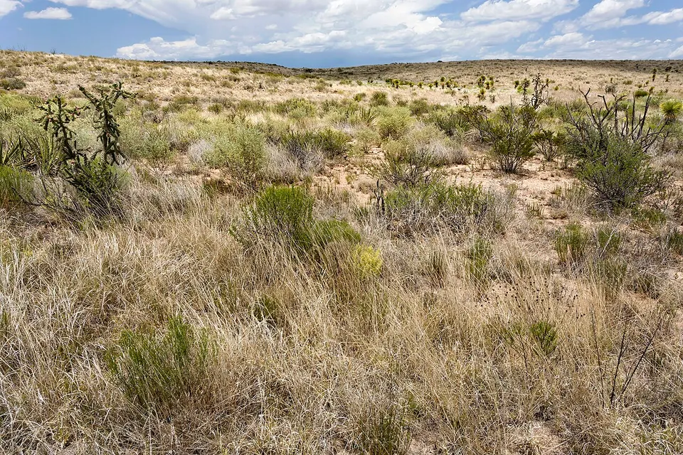 Near Rough Canyon - Flickr - aspidoscelis (1) — Otero, United States