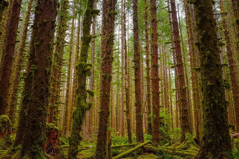 Magical forest (Unsplash) — Jefferson, United States
