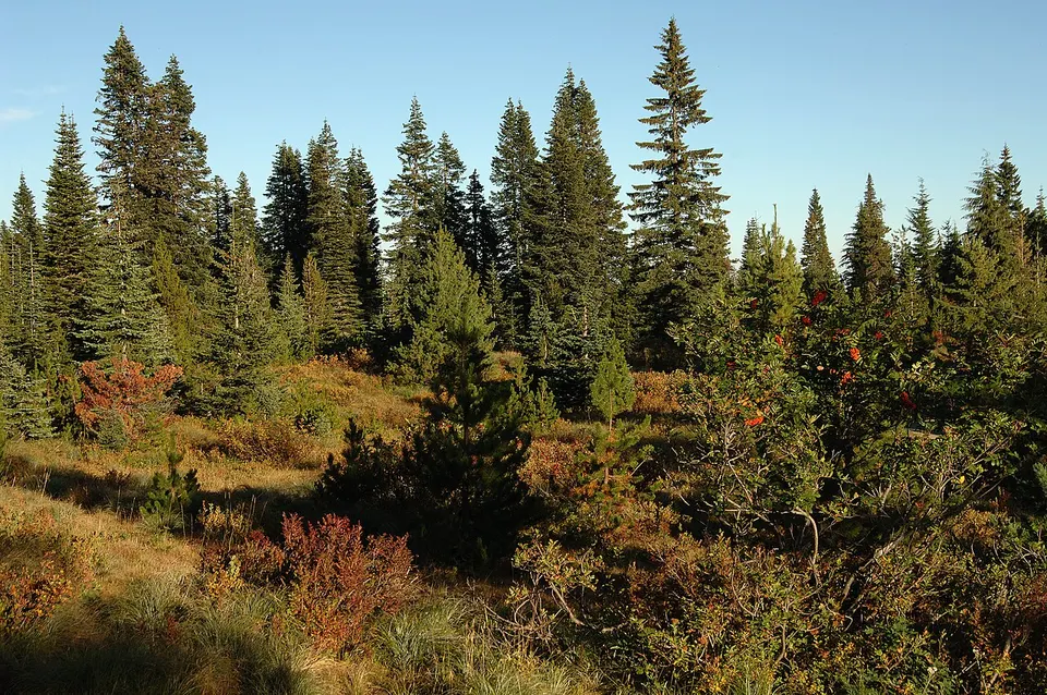Hucklkeberry's in Indian Heaven-Gifford Pinchot (23303217124) — Skamania, United States