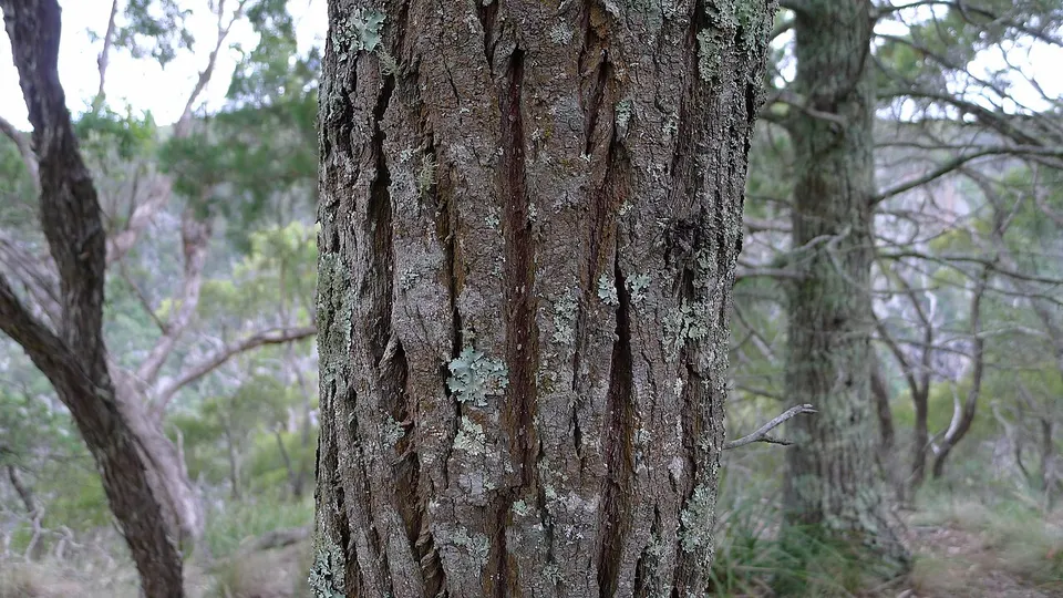 Black Cypress Pine bark (8676799761) — Walcha, Australia