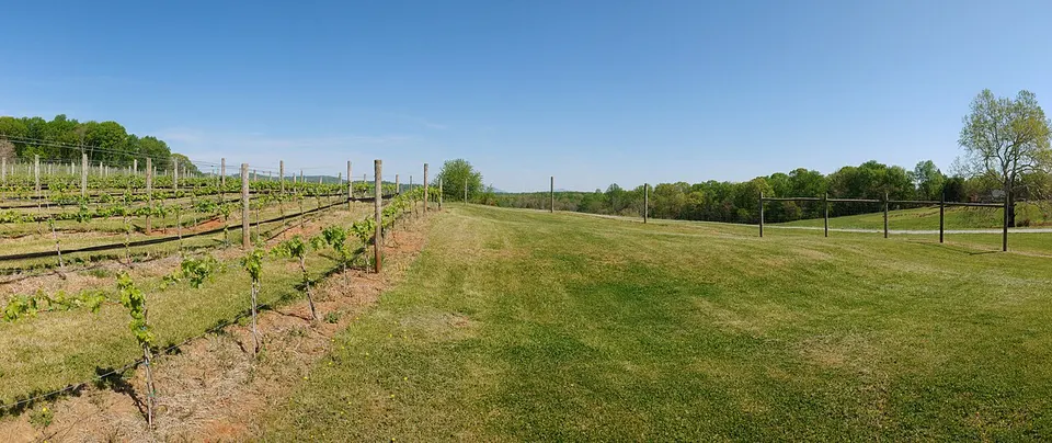 VineyardPanorama — Amherst, United States
