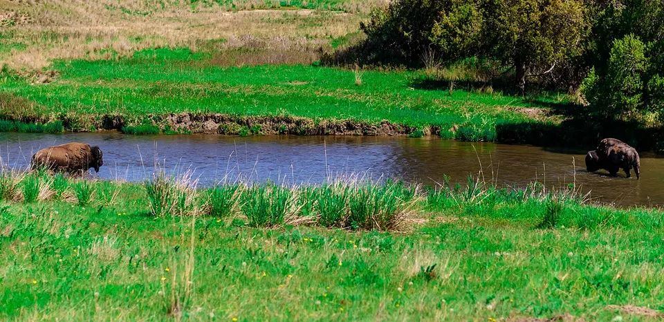 Two bison in river (34304508320) — Lake, United States