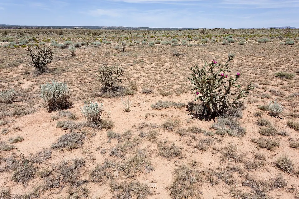 Near Cañon de la Rosa - Flickr - aspidoscelis — Socorro, United States
