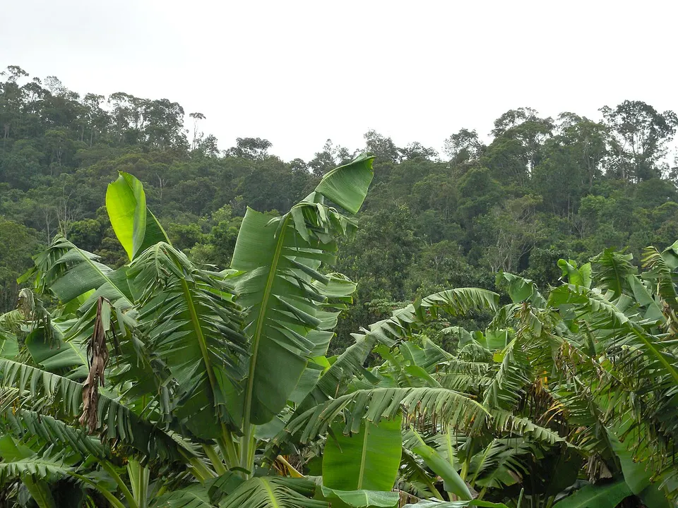 Bananal - panoramio (1) — Eldorado, Brazil