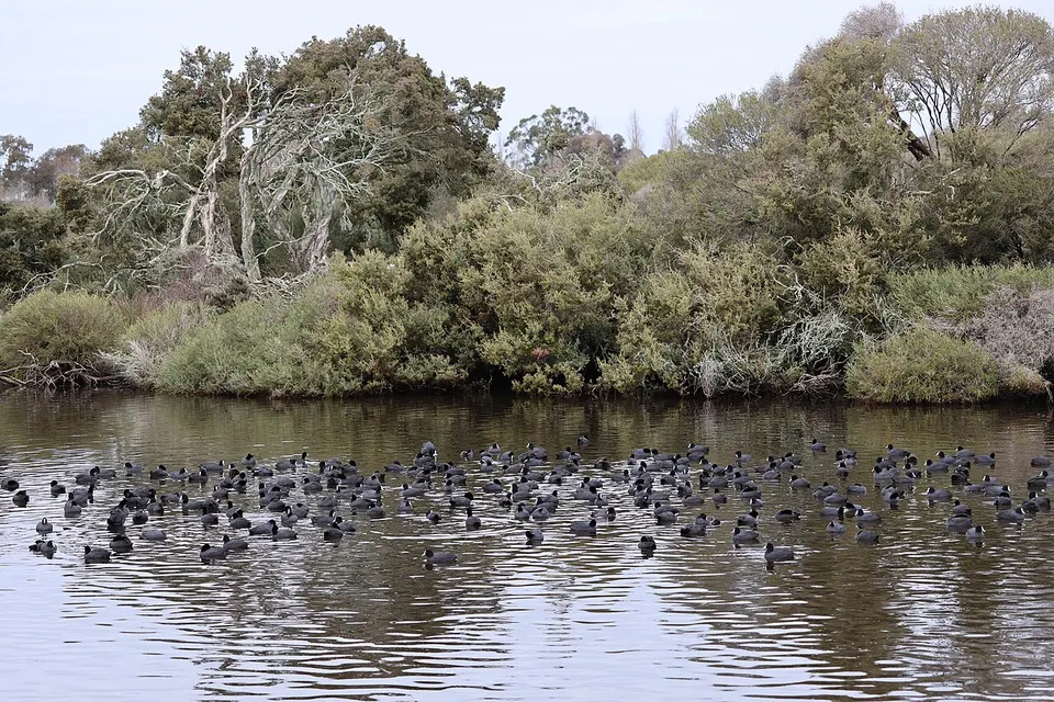 Eurasian coots on the Vasse River, August 2026 — Busselton, Australia