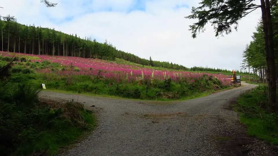 Felled forest at Crone Woods, Powerscourt - geograph.org.uk - 7933459 — BRAY WEST LEA-4, Ireland