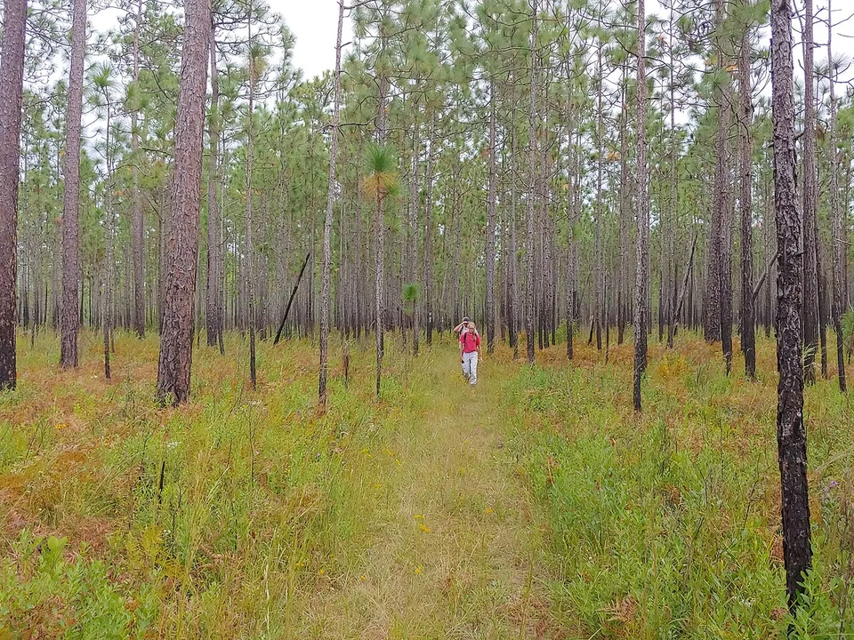 Swamp Fox Passage - Palmetto Trail — Berkeley, United States