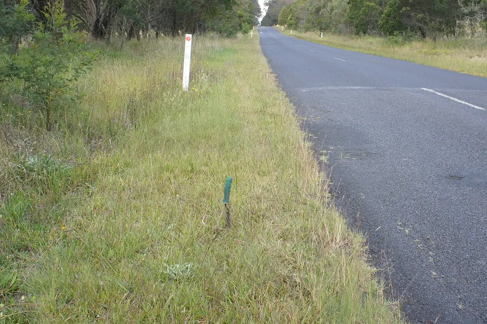 Eragrostis lugens roadside — Armidale, Australia