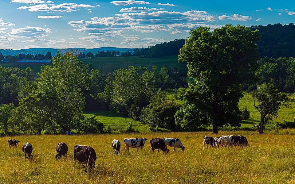 Cattle grazing in pastoral landscape off Pulaski Highway, Goshen, NY — Orange, United States