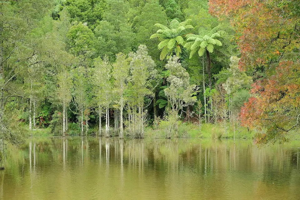 Native bush, tree ferns, and autumn colored leaves at Lake McLaren — Western Bay of Plenty District, New Zealand