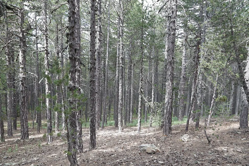 Persephone Nature Trail, Troodos, Cyprus - panoramio (13) — Pano Platres, Cyprus