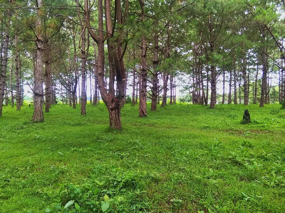 Forest trees — Negros Occidental, Philippines
