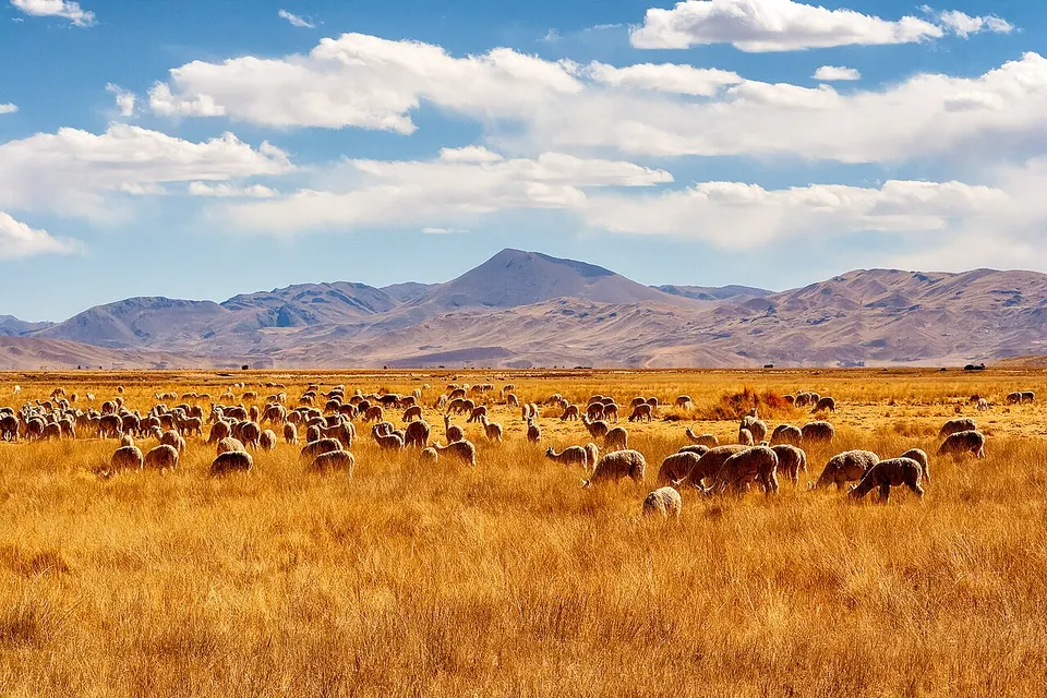Puno region — Melgar, Peru