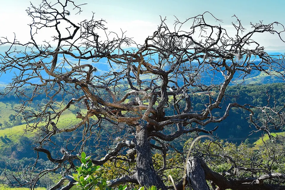 Natureza morta com vista da Serra da Bocaina — Cunha, Brazil