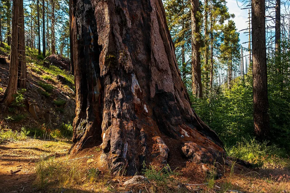 Leaner Tree on Graveyard of the Giants Trail, Nelder Grove — Madera, United States