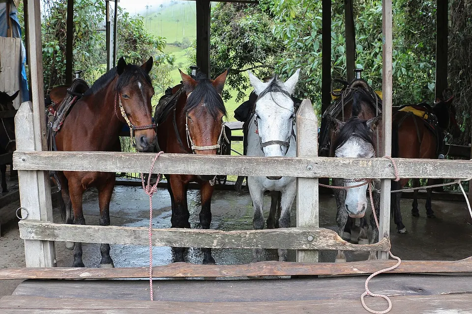 Horses in Cocora Valley, Colombia — Salento, Colombia