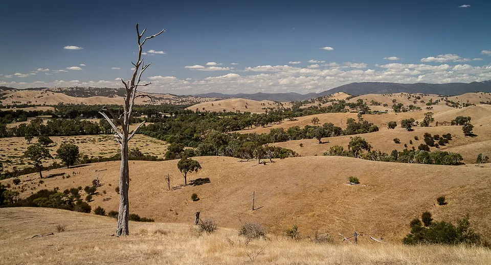 Tree over the hills - panoramio — Murrindindi, Australia