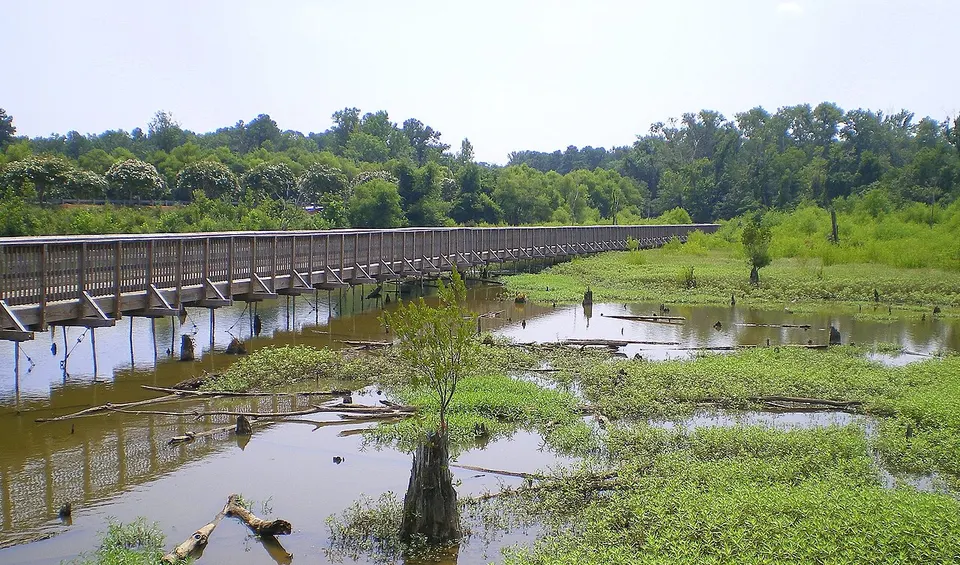 Scenic swampway - panoramio — Wake, United States