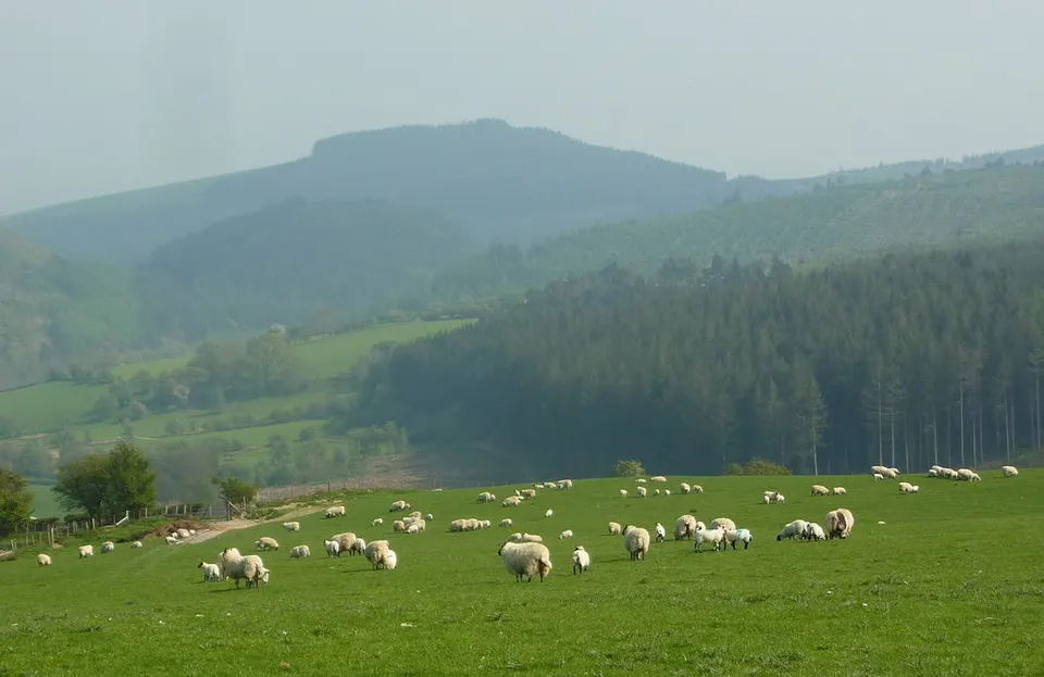Upland grazing, Upper Esgair Hill - geograph.org.uk - 2964356 — Powys, United Kingdom