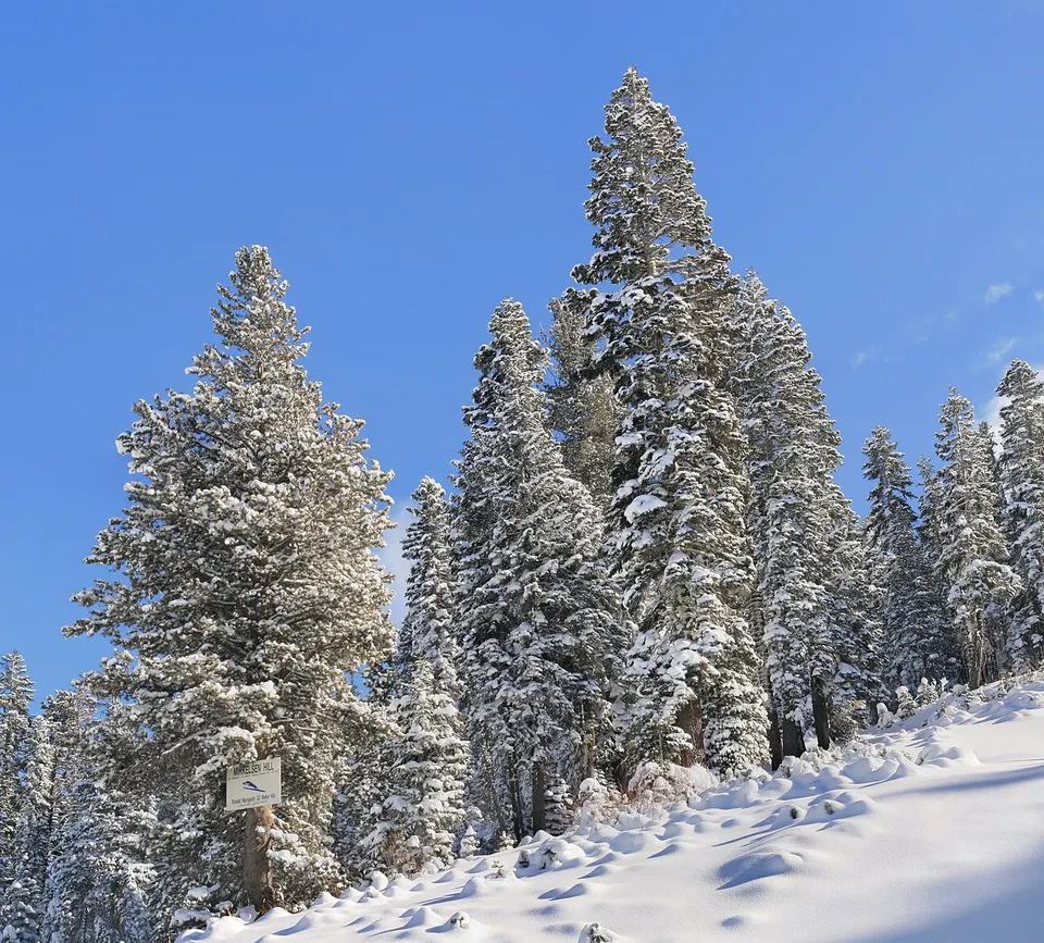 Snowy forest in Boreal, California — Nevada, United States