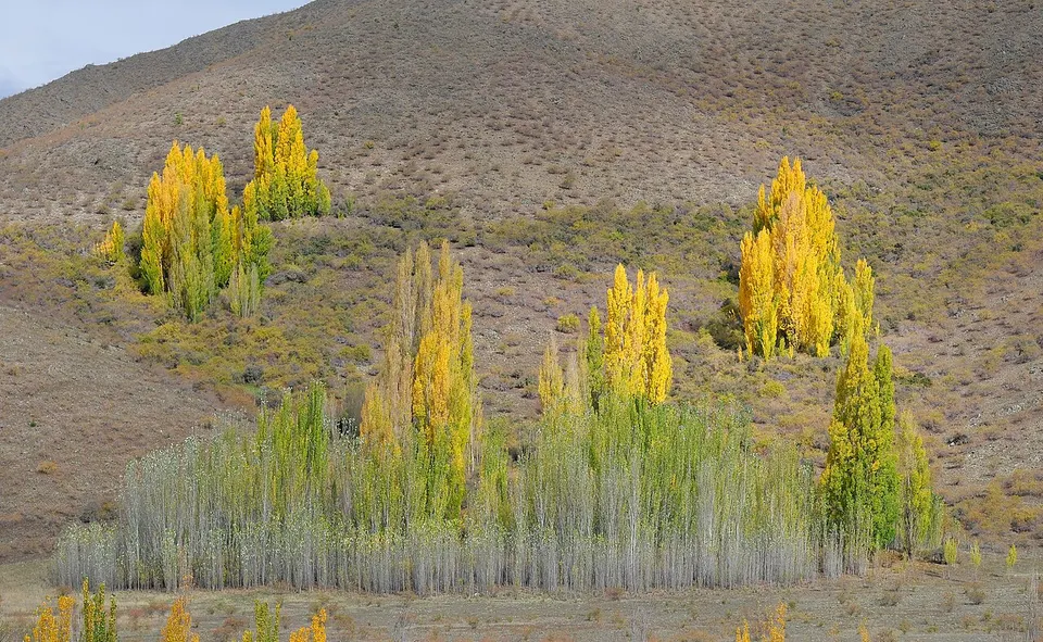 Poplars on the hills at Lake Benmore — Waitaki District, New Zealand