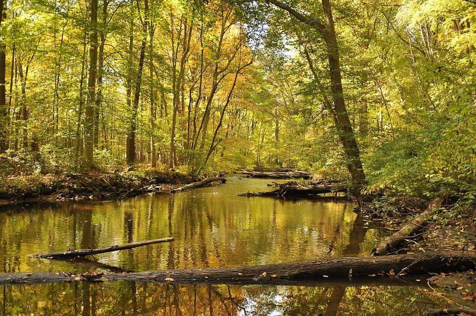Black River Autumn 3 (5199920617) — Morris, United States