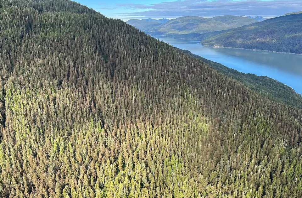 Western blackheaded budworm defoliation Behm Canal-Tongass-RM-018 (52502224237) — Ketchikan Gateway, United States