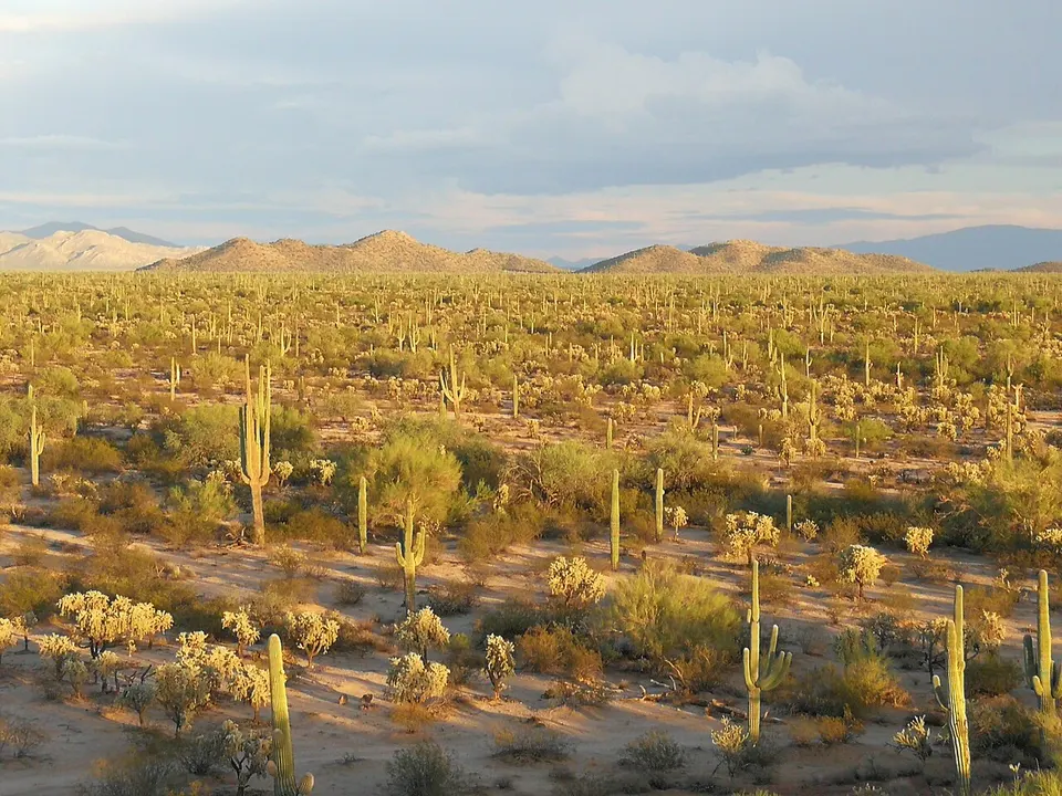 2018 Sonoran Desert @ sunset, near Florence, AZ — Pinal, United States