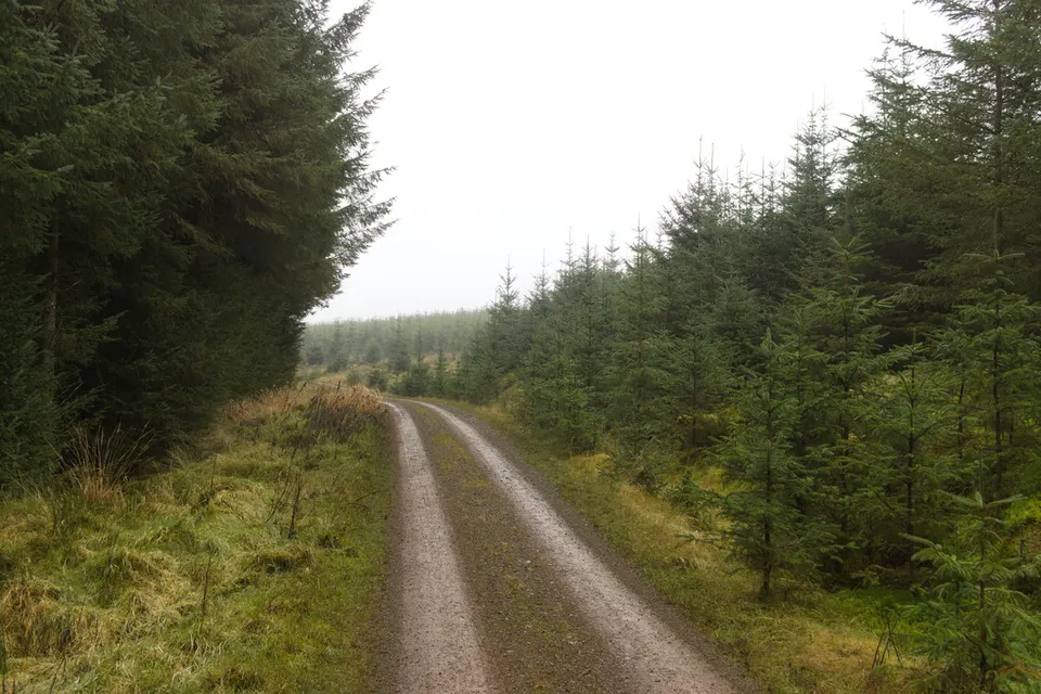 Forest track in Kershope Forest - geograph.org.uk - 7982119 — Scottish Borders, United Kingdom